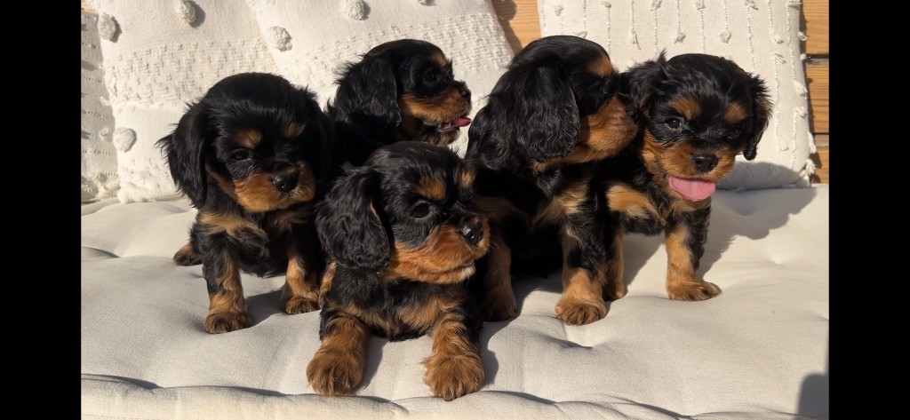 chiot Cavalier King Charles Spaniel of Green Valley