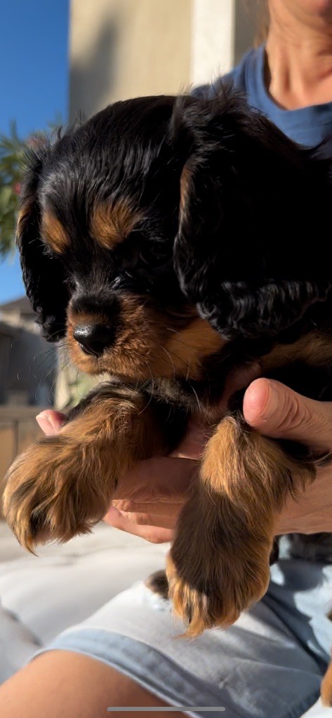 of Green Valley - Chiot disponible  - Cavalier King Charles Spaniel