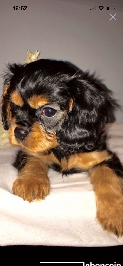 of Green Valley - Chiots disponibles - Cavalier King Charles Spaniel