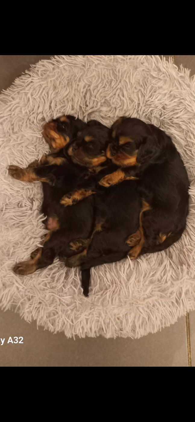 Chiot Cavalier King Charles Spaniel of Green Valley