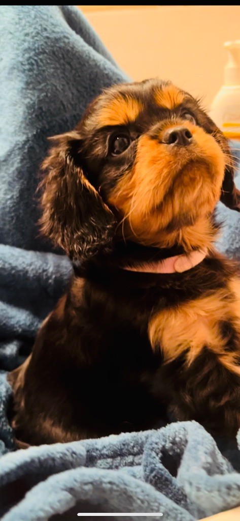 of Green Valley - Chiots disponibles - Cavalier King Charles Spaniel