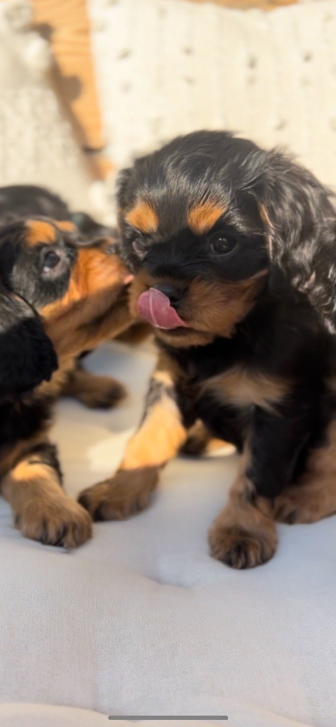 of Green Valley - Chiots disponibles - Cavalier King Charles Spaniel