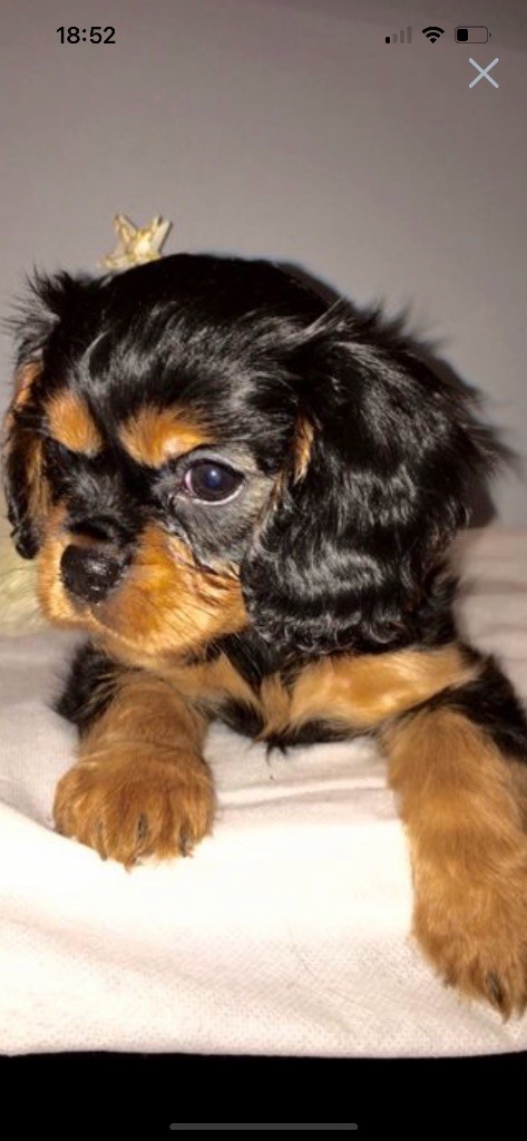 of Green Valley - Chiots disponibles - Cavalier King Charles Spaniel