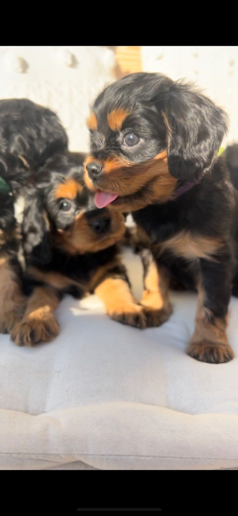 of Green Valley - Chiots disponibles - Cavalier King Charles Spaniel