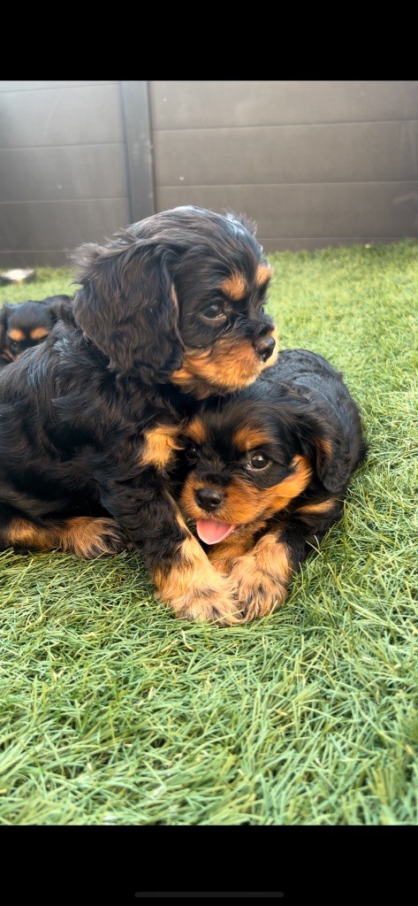 of Green Valley - Chiots disponibles - Cavalier King Charles Spaniel