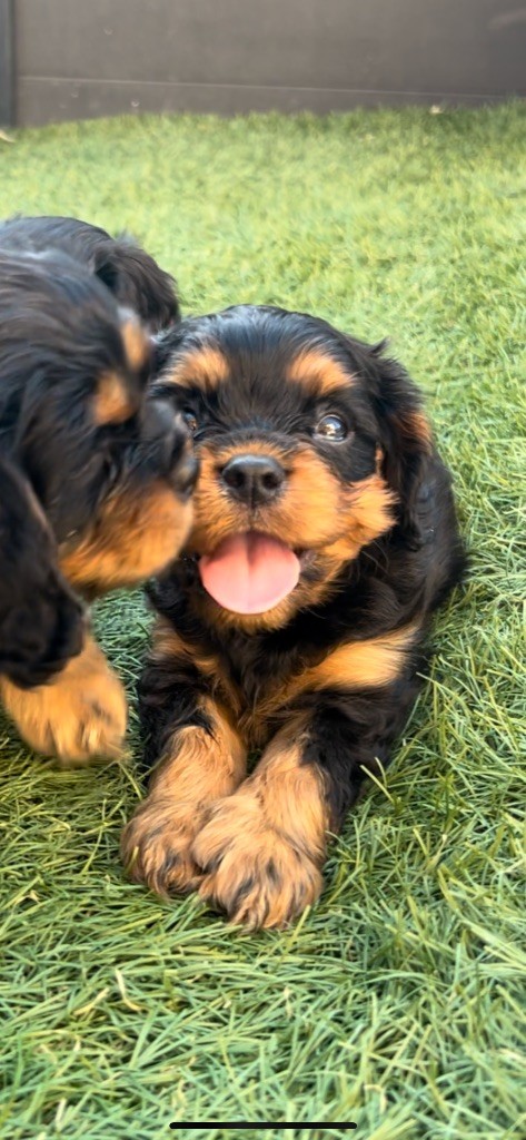 of Green Valley - Chiots disponibles - Cavalier King Charles Spaniel