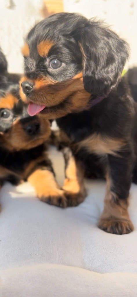 of Green Valley - Chiots disponibles - Cavalier King Charles Spaniel